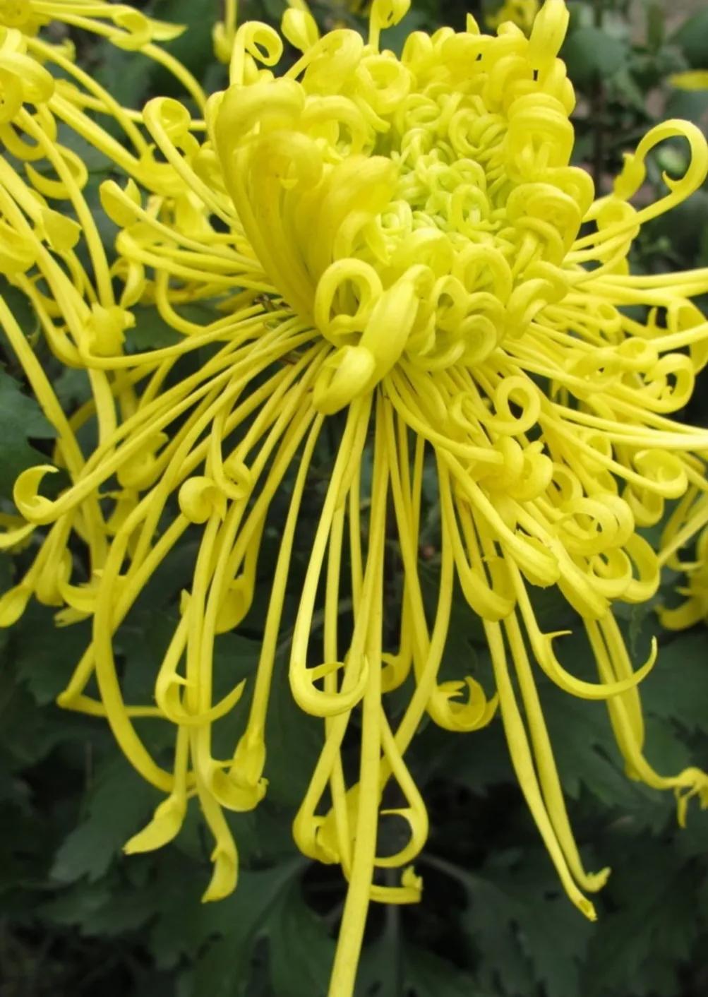 想弄清菊花的看过来，这里有你想要的答案