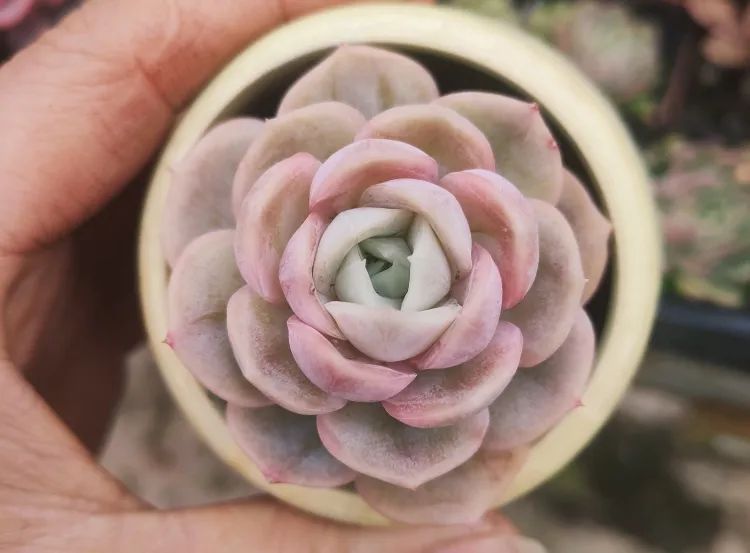 有暗纹的多肉有哪些,暗纹系多肉有哪些