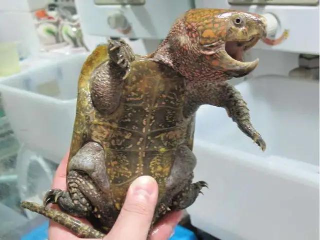 凶猛一点的新手龟,凶猛的龟都有什么品种