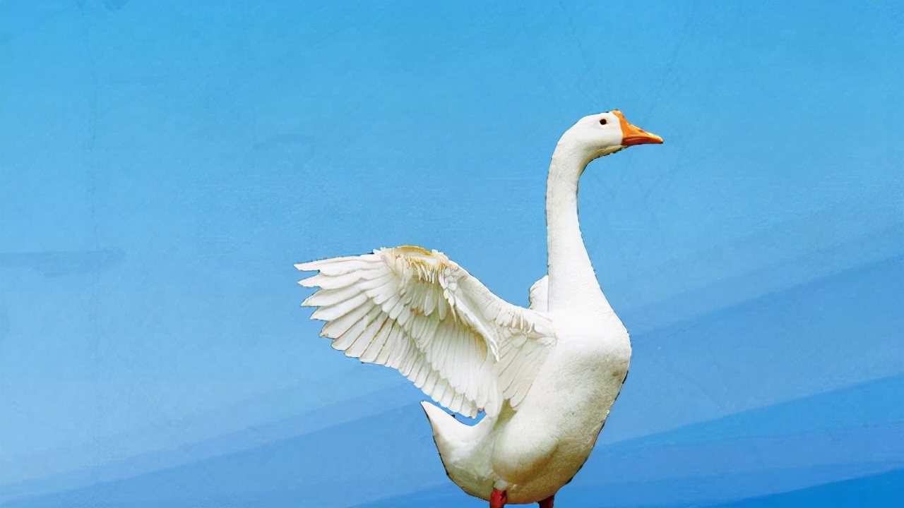 小鹅啄毛是什么原因怎么治,鹅自己啄毛怎么治