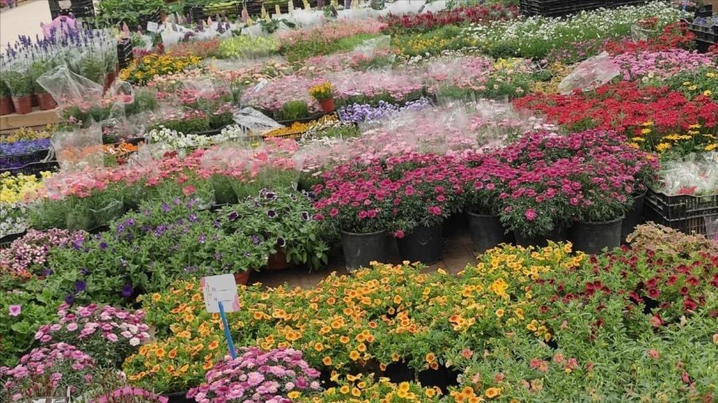 郑州花卉交易市场买花,郑州凤凰花卉市场是在二七区吗