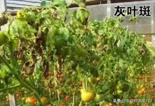 怎样预防番茄重茬,秋季阴雨天番茄病害预防
