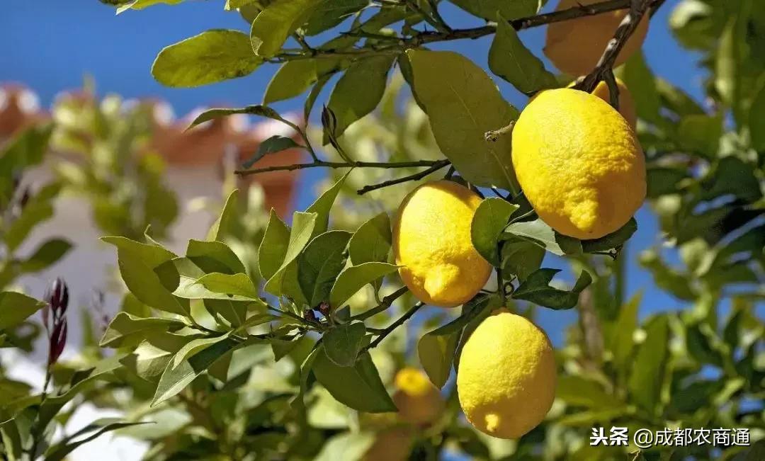 柠檬树常见病虫及治疗,柠檬树叶子的病虫害防治