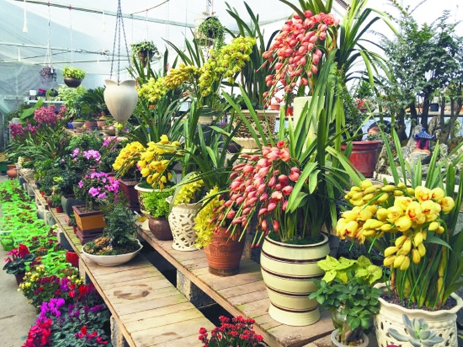 这八种花千万不要花钱购买了,碰到这4种花再漂亮也别买