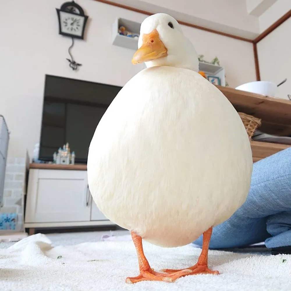 圆润可爱的柯尔鸭,养可爱的柯尔鸭