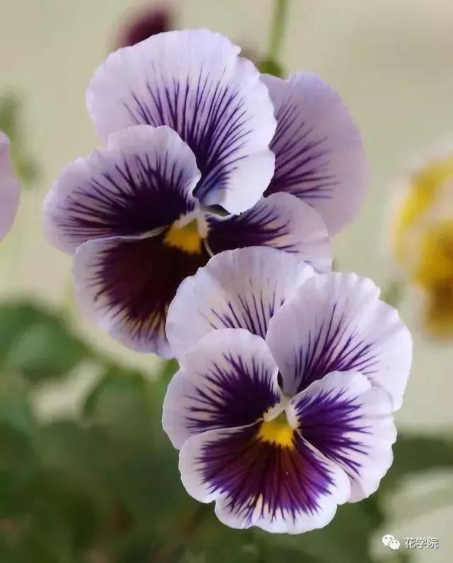 三色堇和大花三色堇,花儿三色堇