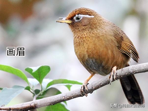 画眉品种有哪些,画眉科的鸟类大全