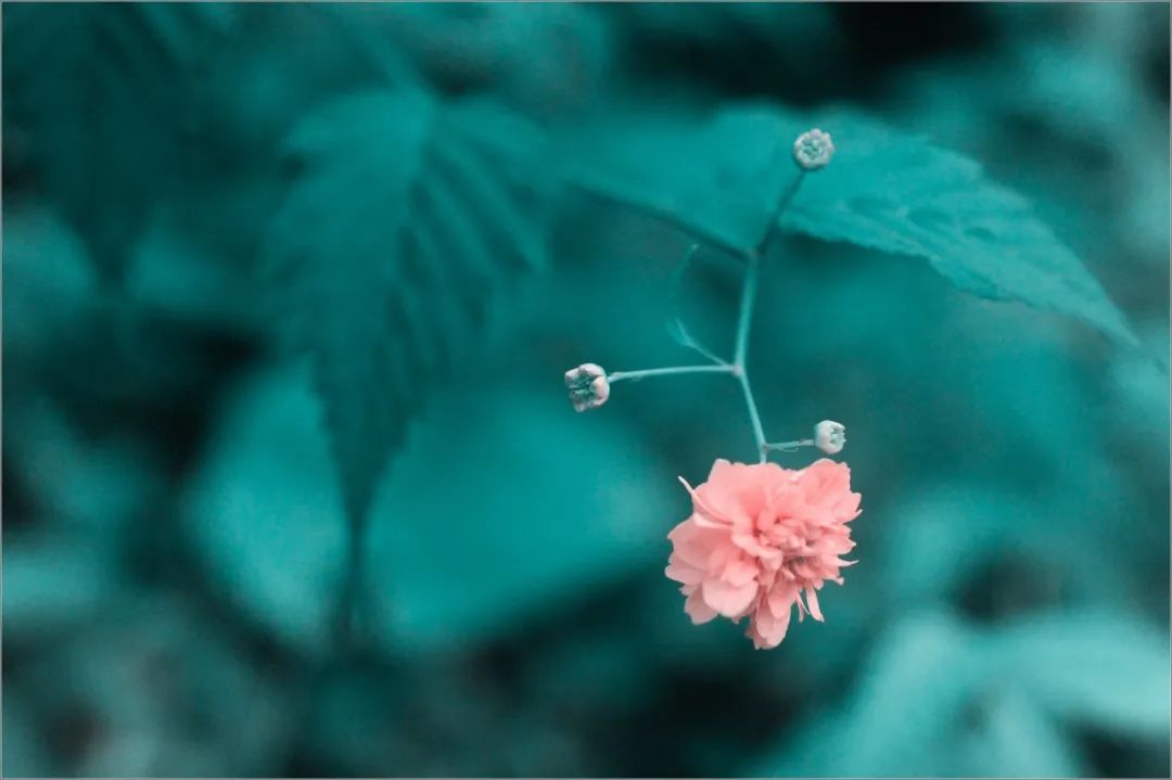 人生最美的相遇诗朗诵,朗诵人生最美丽的句子简短