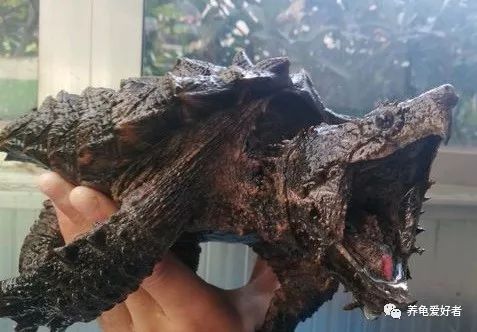 怎么把大鳄龟的背甲养好看,大鳄龟可以和甲鱼苗一起养吗