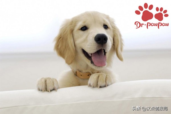 狗狗流清水鼻涕是什么原因,狗狗流黄鼻涕有眼屎是怎么治疗