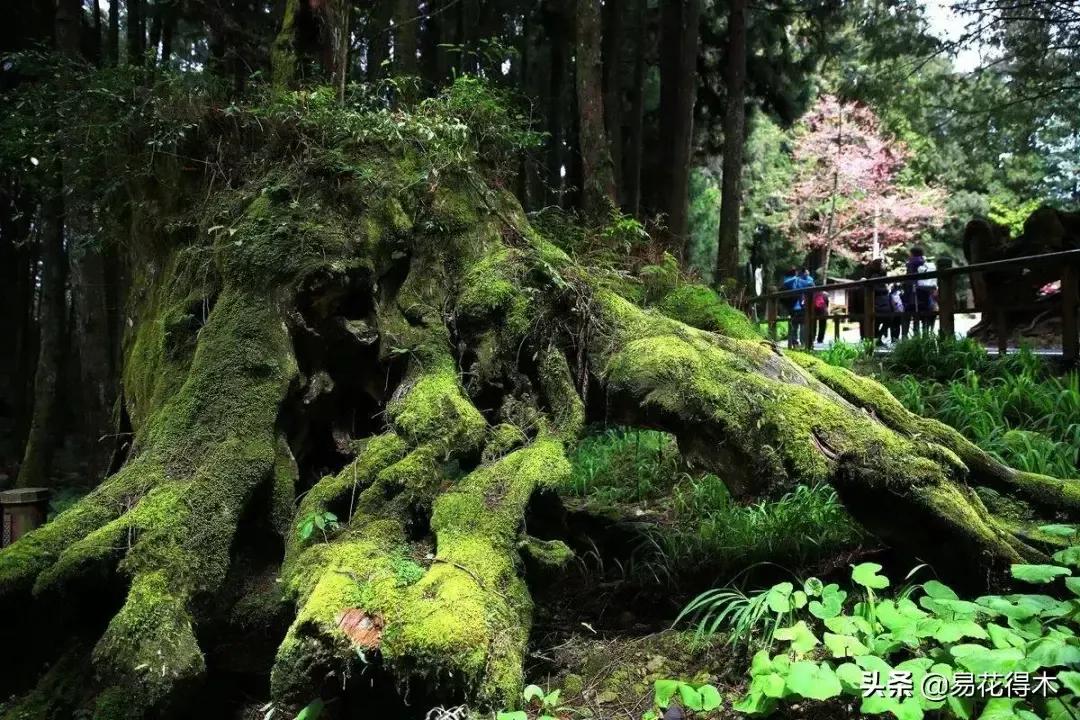 宝岛阿里山风景,山水风景台湾阿里山