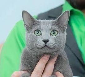 英短猫长大后是什么样的,英短猫的成长大小跟什么有关