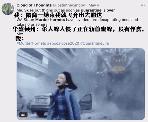 杀人蜂为什么那么可怕,杀人蜂到底有多厉害