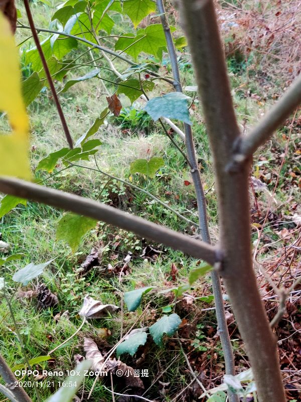 这种花通常用来比作美丽的女子，有人拿来做药，还有人当野菜吃