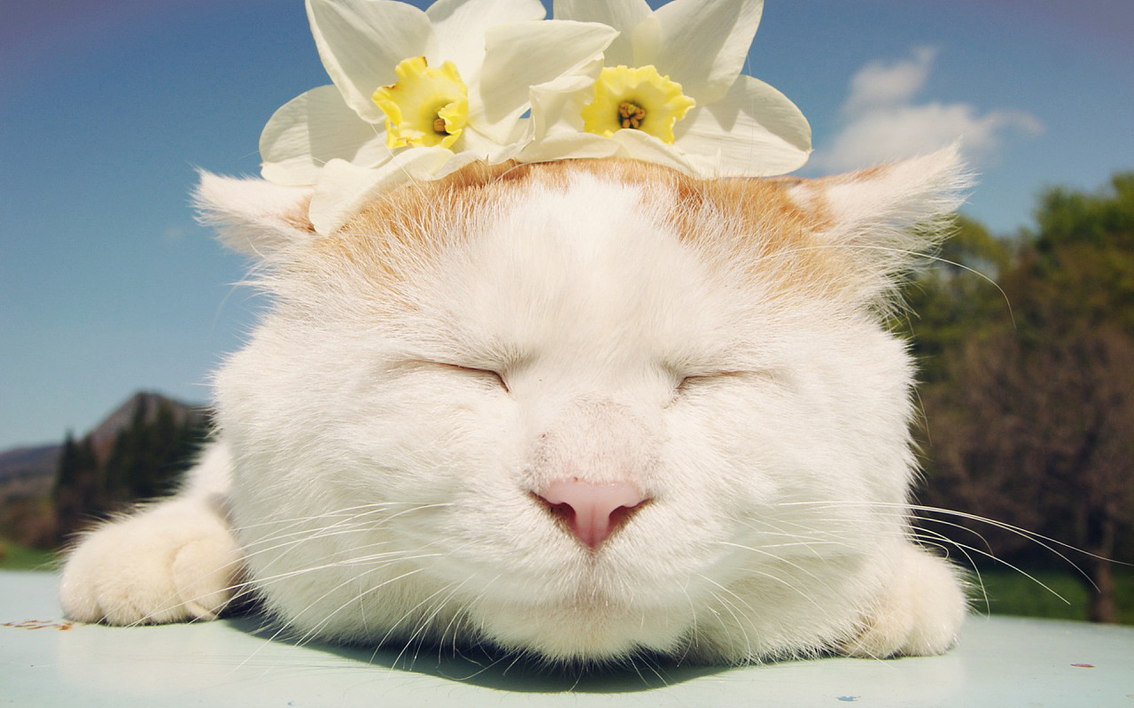 猫一天不吃不喝会拉屎,猫一天不吃东西没事吧