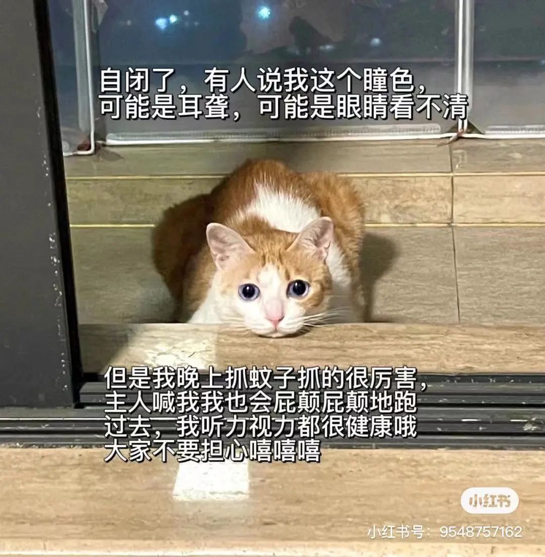 金发碧眼双眼皮！这猫我说一句“橘中最美”不过份吧？