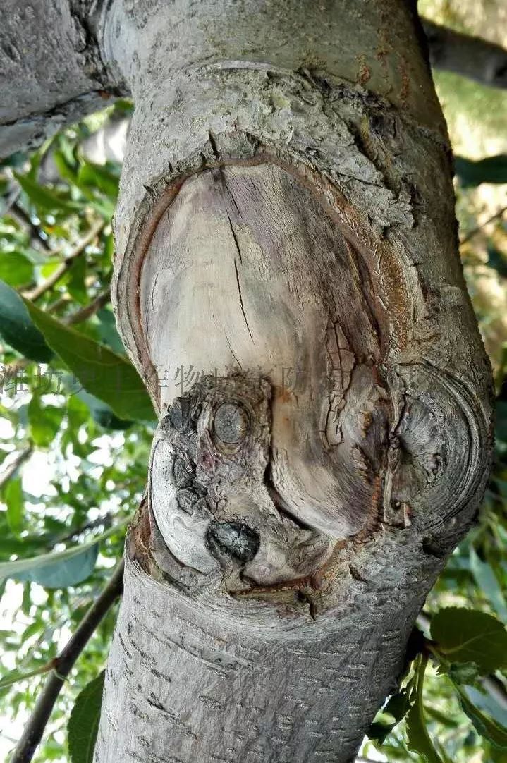 苹果树干干枯怎么回事,苹果枝干类病害图片