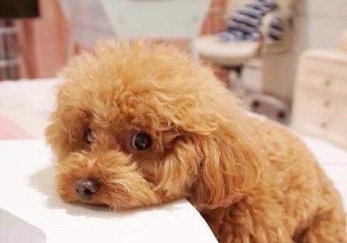 泰迪犬被误会的几个动作,泰迪犬不同的行为代表着什么意思