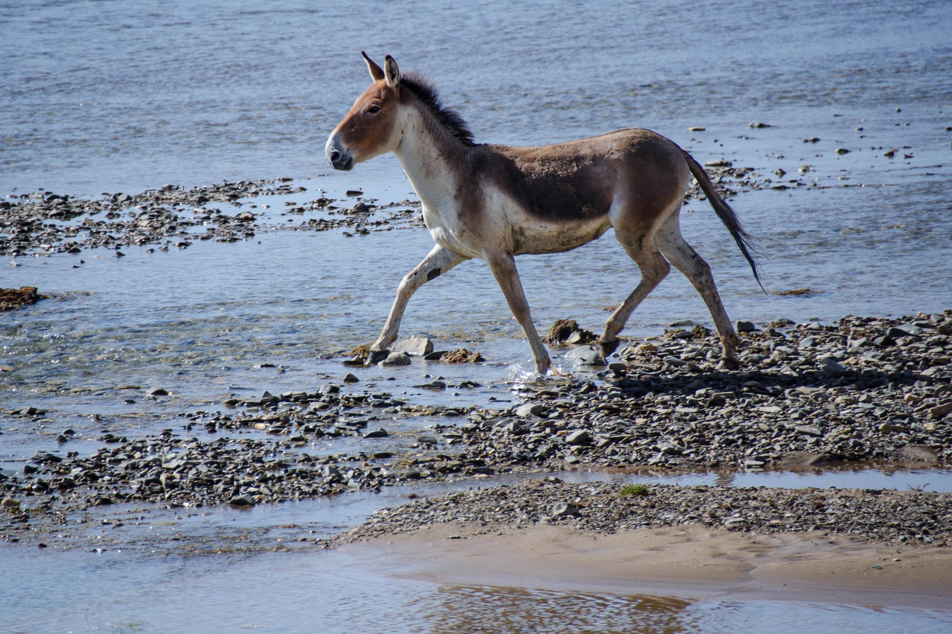 有一种美叫九寨沟,有一种美丽叫若尔盖