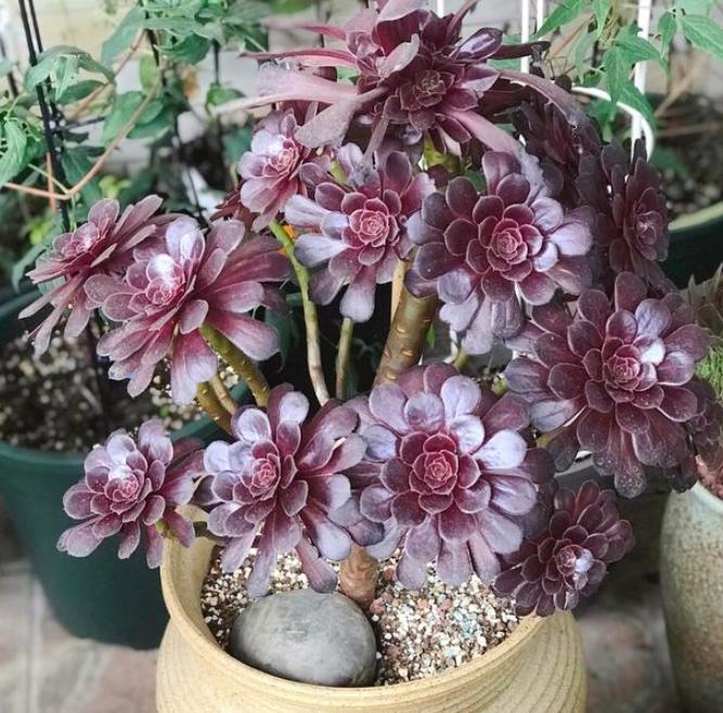 多肉叶子徒长处理办法视频,多肉叶子发绿怎么处理