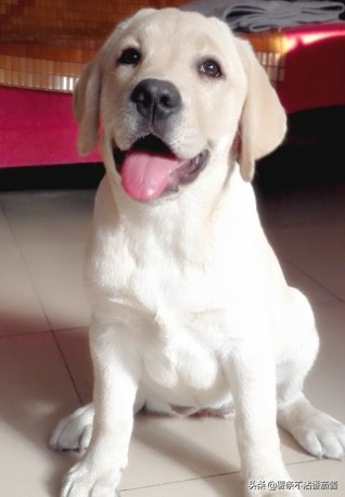 高颜值肌肉奶狗,什么样的小奶狗最可爱