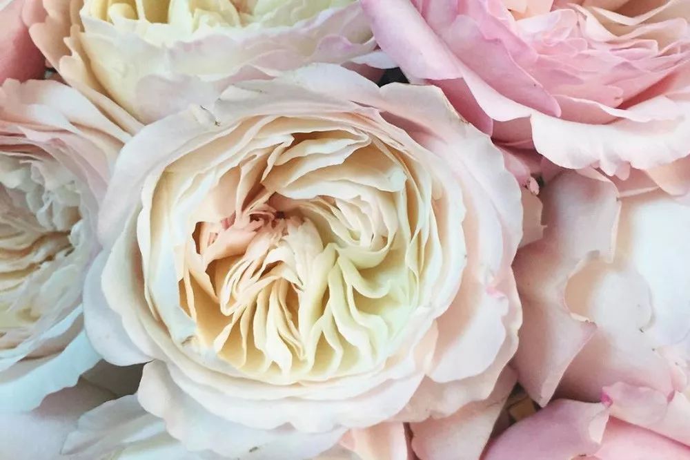 花店必备的5款玫瑰,鲜花图鉴一次性认识30种玫瑰花