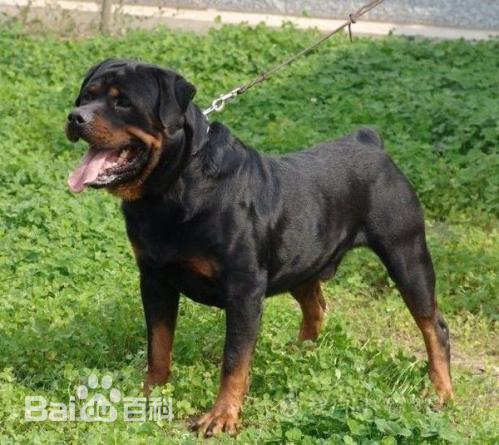 性格温顺的大型犬品种,宠物狗大型犬都有哪些品种