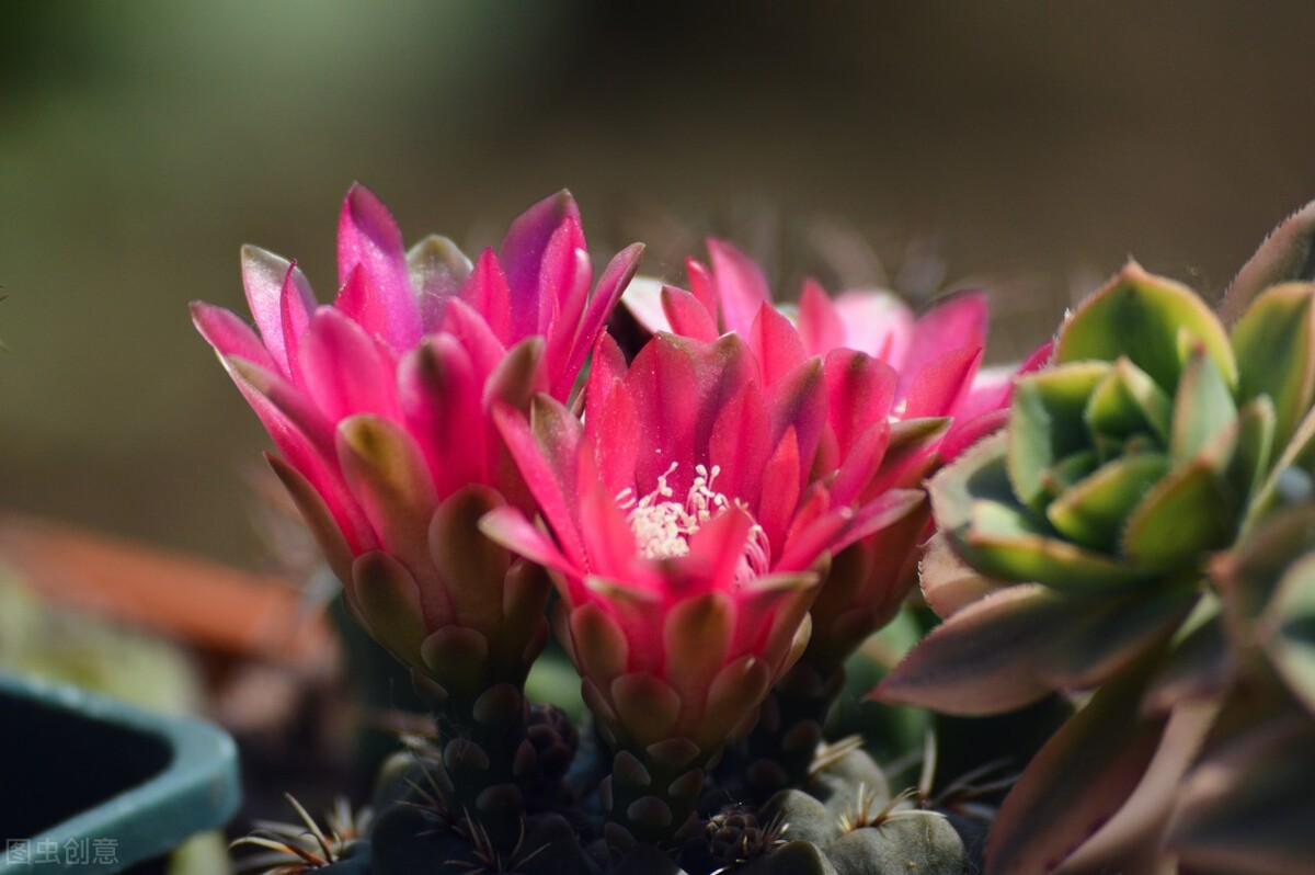 去花市买花千万别买这4种花,秋季花市卖得好的5种花