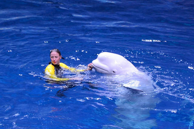 珠海长隆海洋王国游玩1天攻略,珠海长隆海洋王国1天游玩攻略