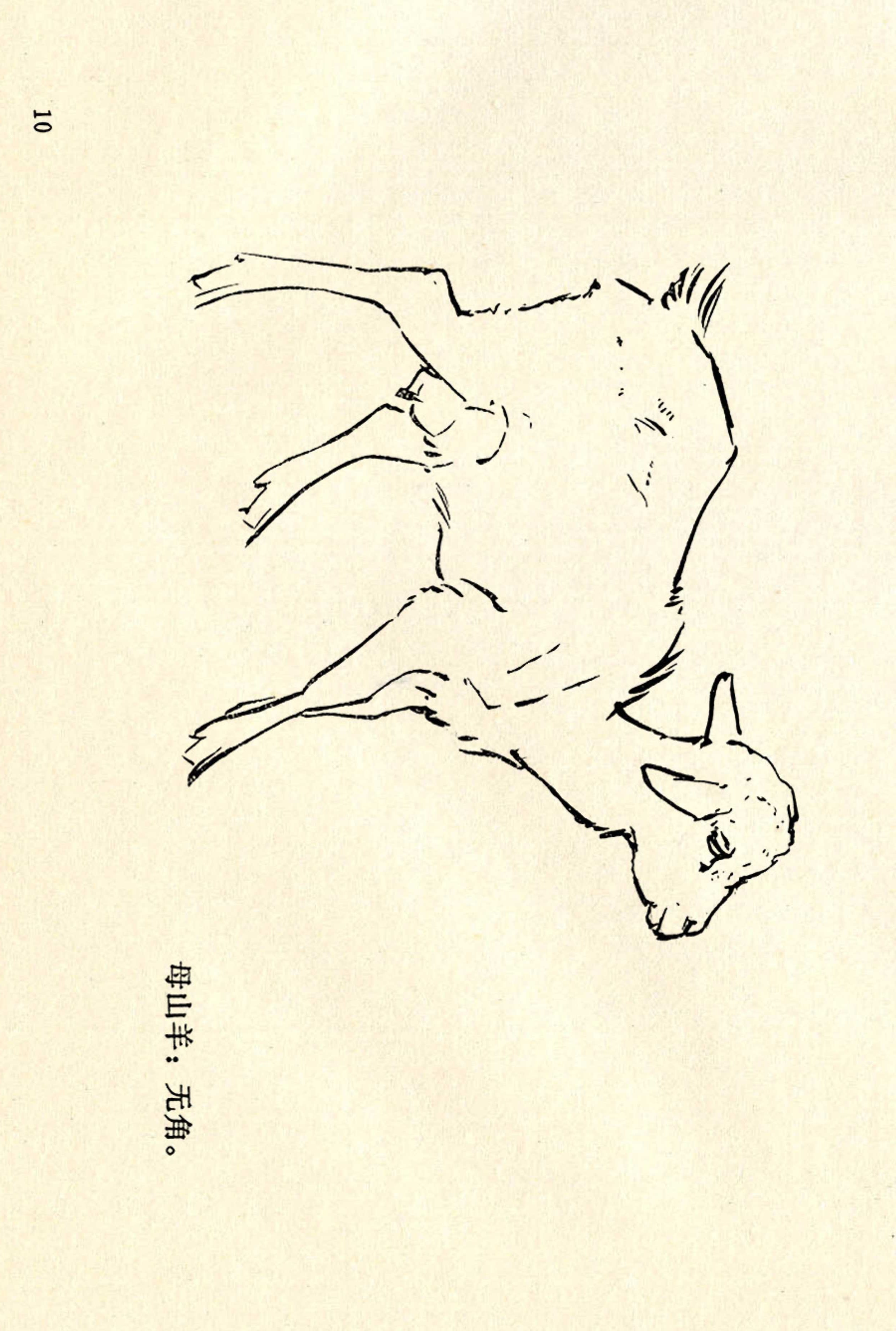 刘继卣画的学习方法,刘继卣动物插画