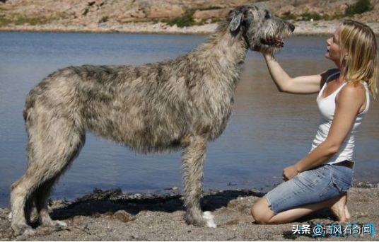 盘点世界上最大的狗排名,世界公认的十大体型最大的狗