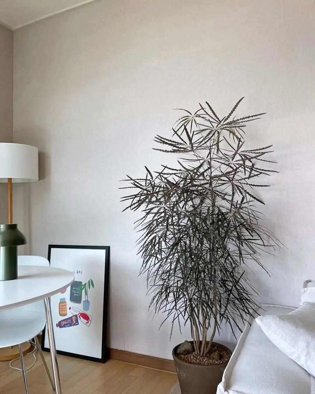 ins十大网红绿植,ins网红绿植大全