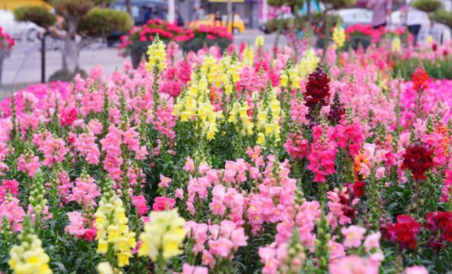 金鱼草的日常养护和注意事项,金鱼草的养殖方法和注意事项图片