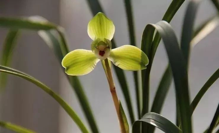 兰花淋雨好还是不淋雨好,兰花淋雨好不好