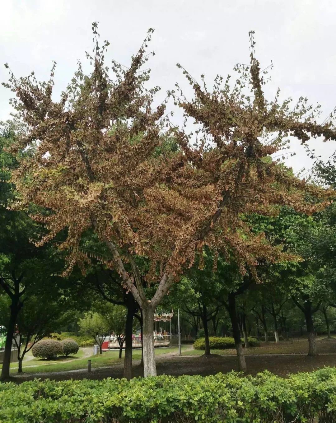 银杏枝条叶子发黄了怎么回事,移栽的银杏树突然发黄的原因