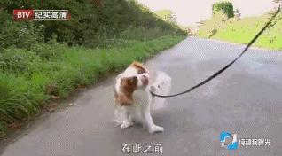 人类*亲近**不能繁殖，为什么却让狗“回交”？甚至品种越纯越好？