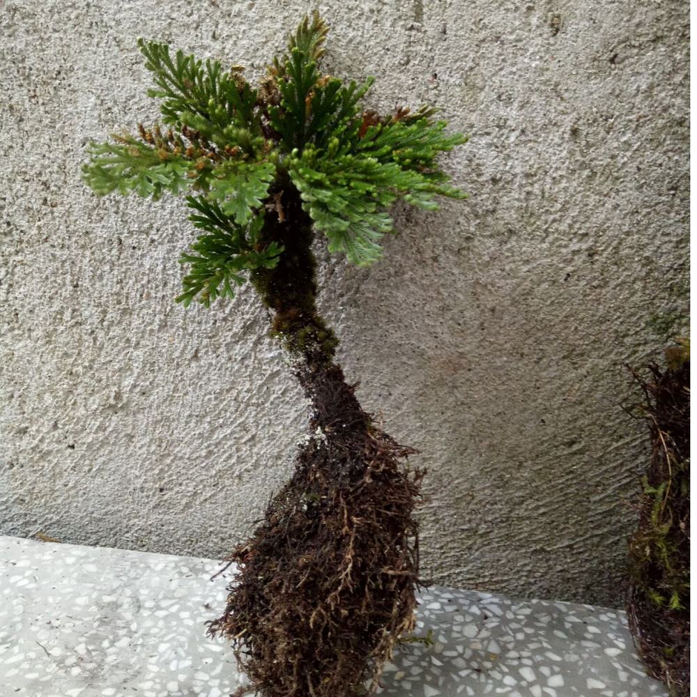 农村小野草“九死还魂”，缺水成枯草，遇水就复活，如今成高档货