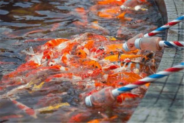 花水湾温泉酒店别墅,花水湾五星酒店