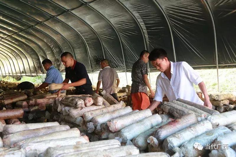 粤桂东西部协作,粤黔东西部协作交流