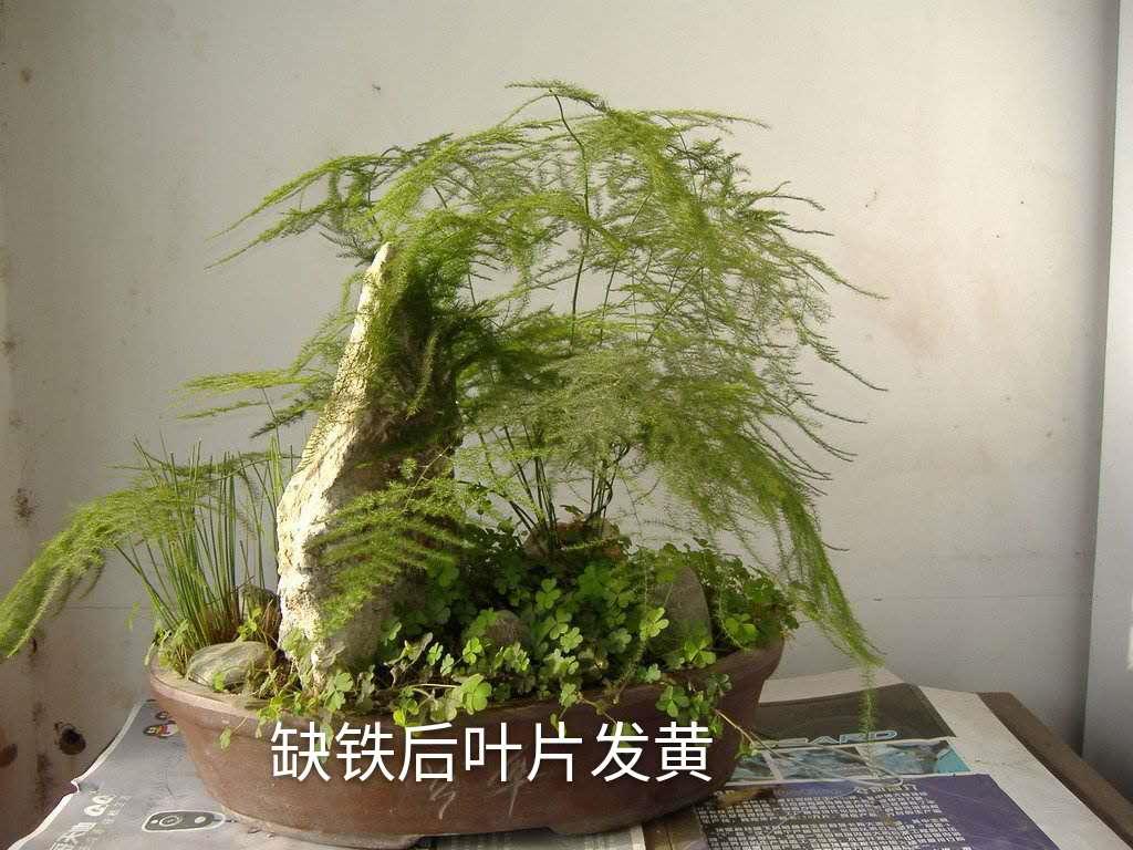 家养文竹枝叶干枯？多注意这些问题，使其枝叶翠绿