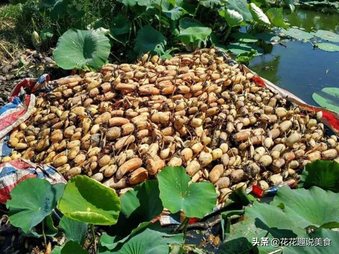 买莲藕千万不要买这3种,买的莲藕怎么不甜