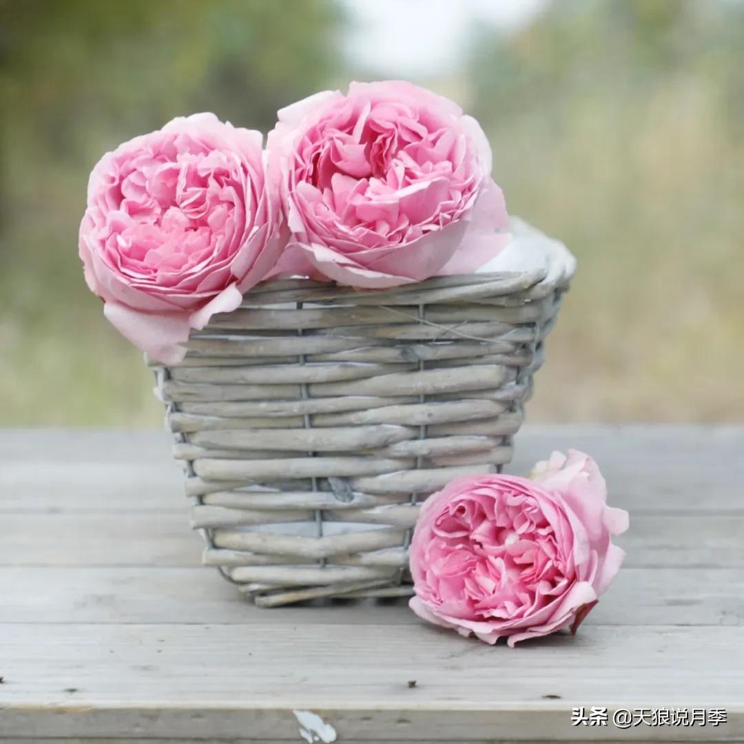 月季控对美的极致追求，尽在伊芙系列