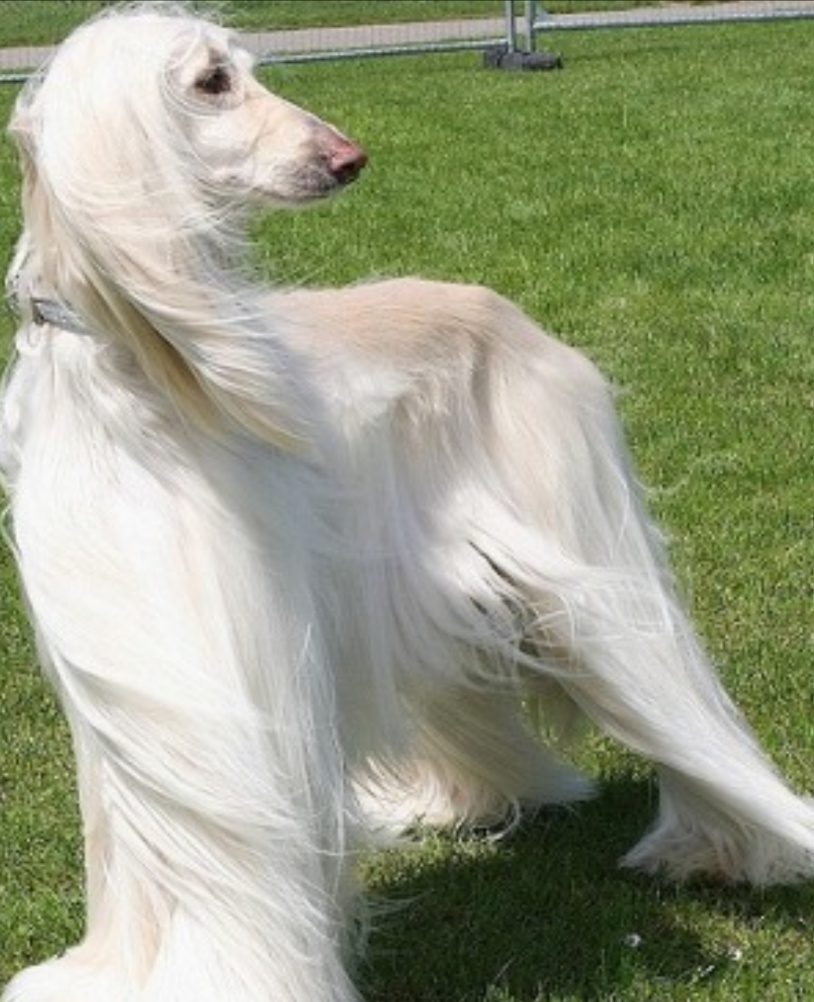 长毛狗阿富汗猎犬造型,长毛狗阿富汗猎犬
