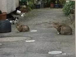 救助流浪猫要掌握正确方法,流浪猫正确的救助方式