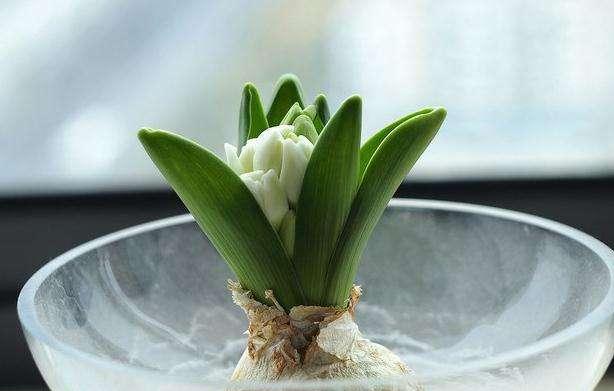 风信子开完花后烂杆,风信子枯萎了如何救活