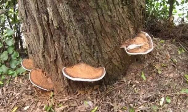 树舌与灵芝功效一样吗,灵芝和树舌有什么区别
