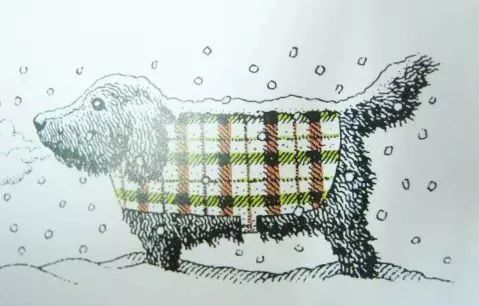 绘本推荐|《动物绝对不应该穿衣服》超级搞笑又有创意的绘本