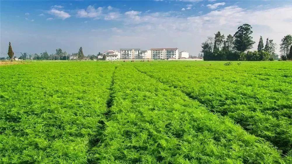 川芎﻿栽培技术，这几个要点要掌握好，对栽培有很大帮助