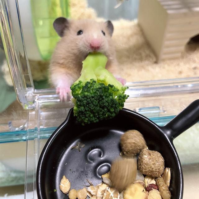 主人给仓鼠喂食物,主人给仓鼠加食物什么意思