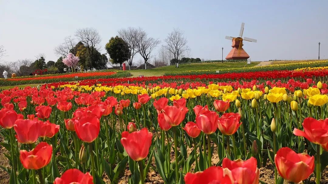 绍兴杭州湾海上花田100万郁金香等你来赏来赴一场春天的约会。